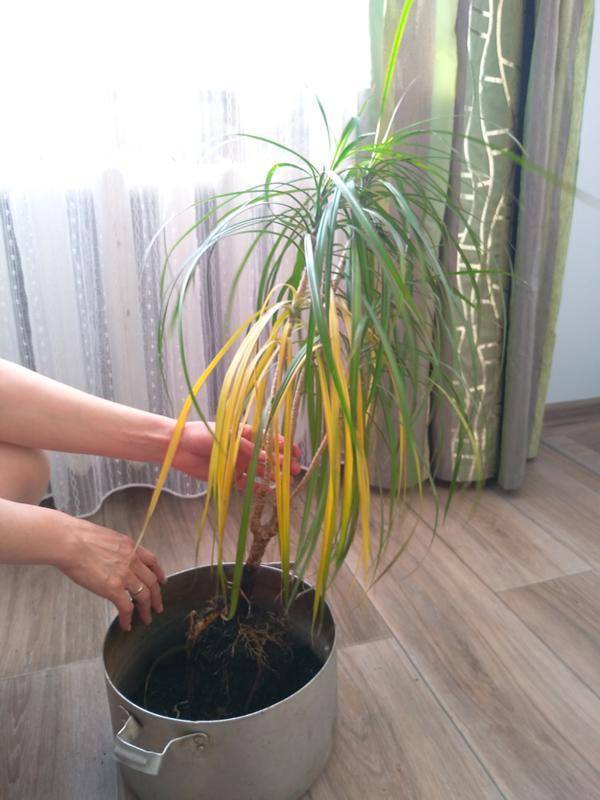 Почему бамбук комнатный желтеет