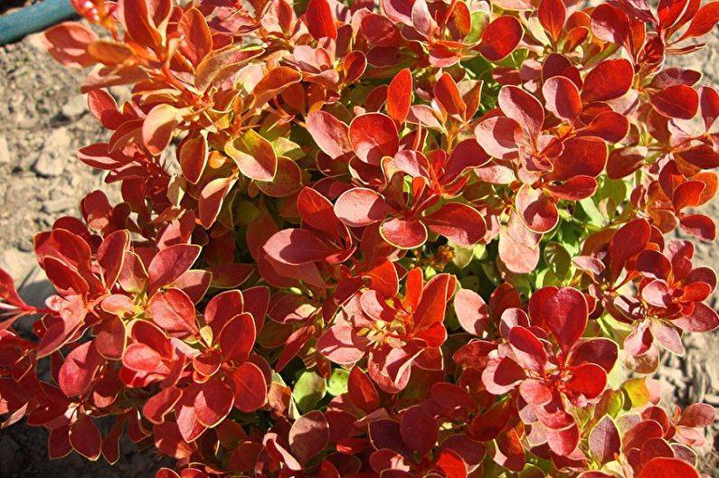 Барбарис амурский (berberis amurensis): фото и описание. описание и фото барбариса амурского