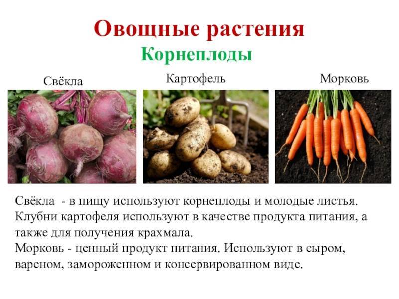 Корнеплодные овощные растения. значение, распространение, биологические особенности овощных культур