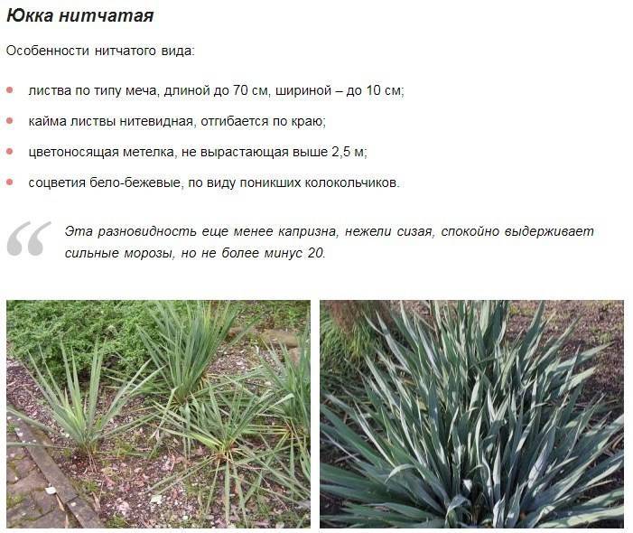 Юкка: описание растения, целебные свойства и выращивание