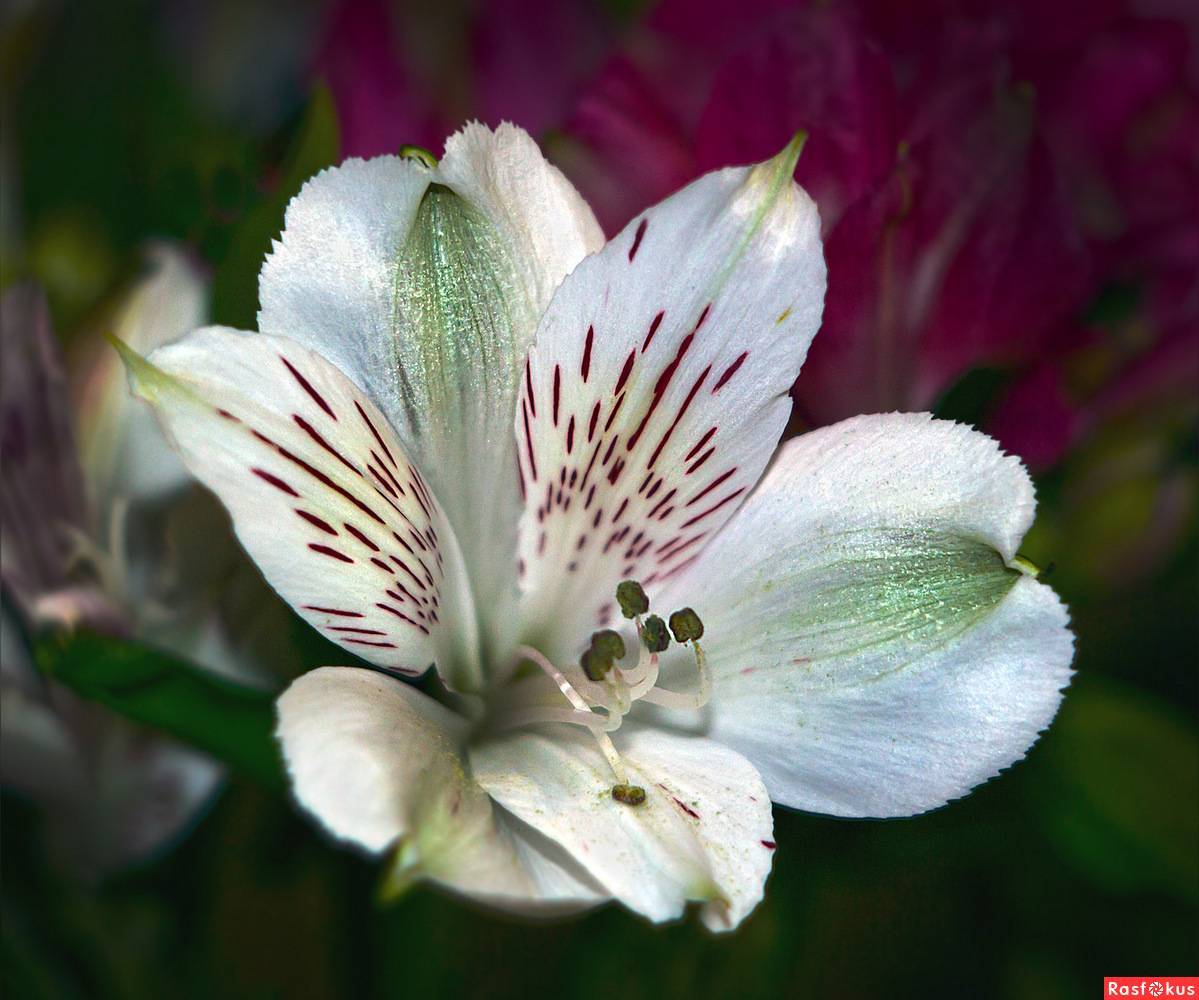 Альстромерия - alstroemeria - abcdef.wiki