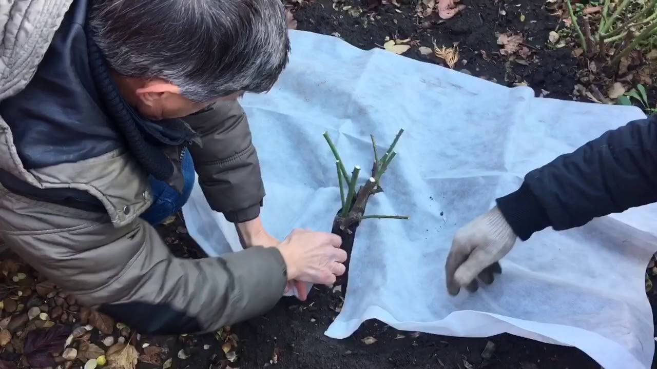 Всегда быть в форме: 10 важных осенних дел на участке, которые помогут ему пережить зиму