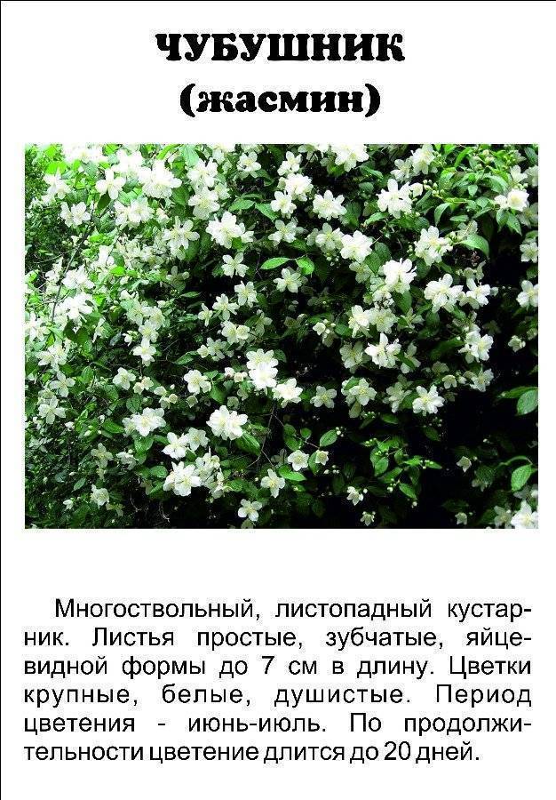 Жасмин комнатный: 160 фото выращивания в комнатных условиях