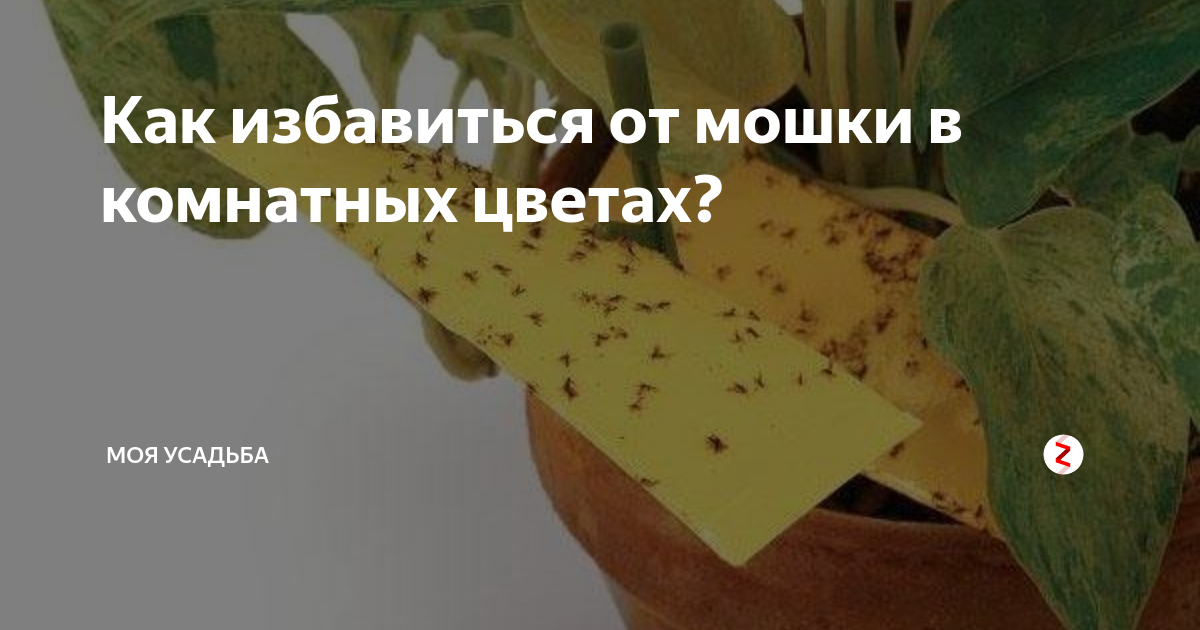 Мушки в цветочных горшках: чем обрабатывать и как предупредить