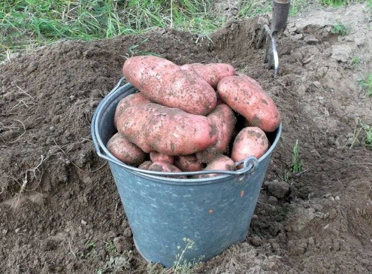 Картофель в мешках, бочках, пакетах и ящиках — урожай для ленивых