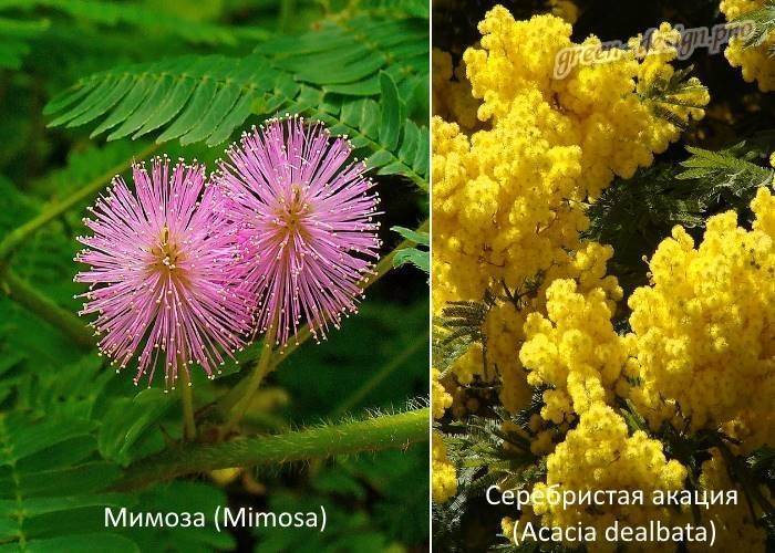 Салат мимоза пошаговый рецепт с фото