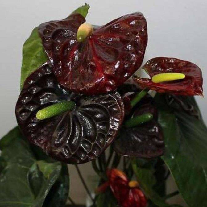 Фикус черный принц (ficus black prince): советы по уходу, размножению и пересадке