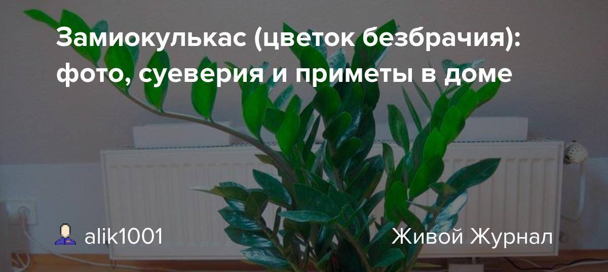 Какие цветы нельзя выращивать дома, цветы, которые нельзя выращивать дома: народные приметы, фото