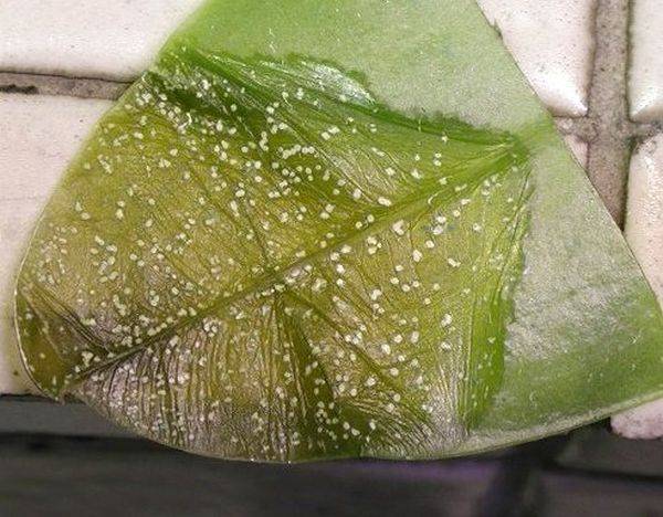 Болезни комнатных растений - названия, фото и как с ними бороться