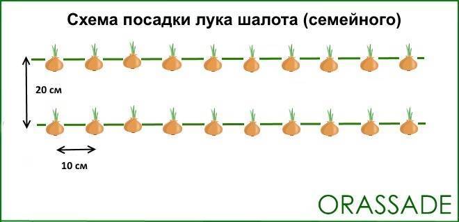 Семейный лук: посадка, уход в открытом грунте, уборка и правила хранения