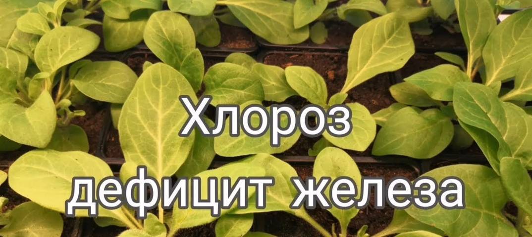 Хлороз растений: причины, лечение, препараты, симптомы