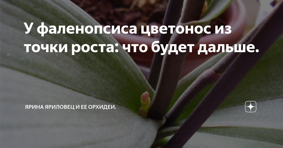 Уход за орхидеей: особенности посадки и ухода