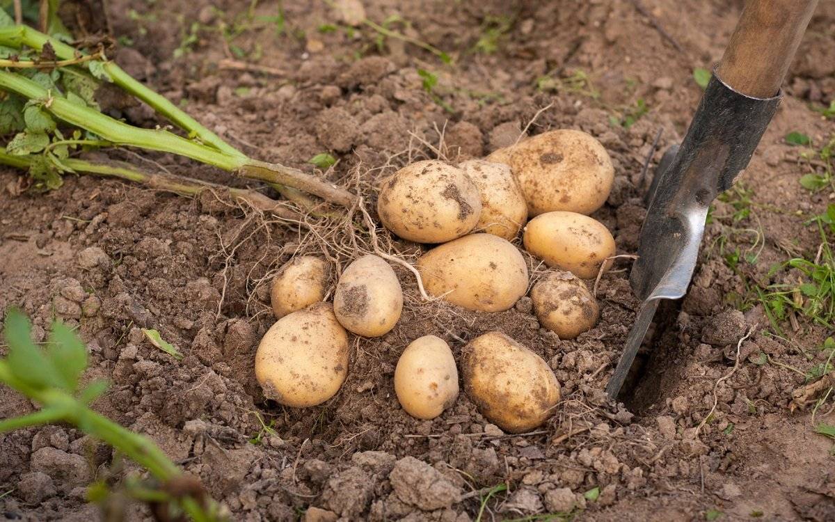 Совет садовода, как повысить урожайность картофеля