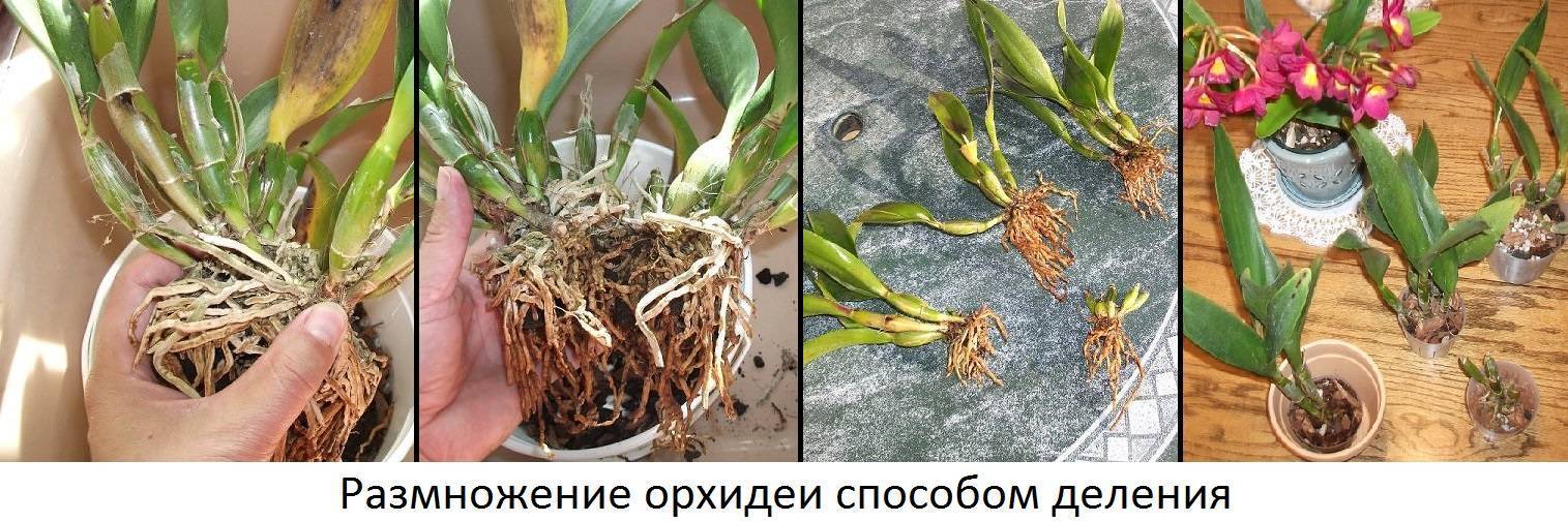 Орхидея дендробиум уход в домашних условиях: как ухаживать за цветком
