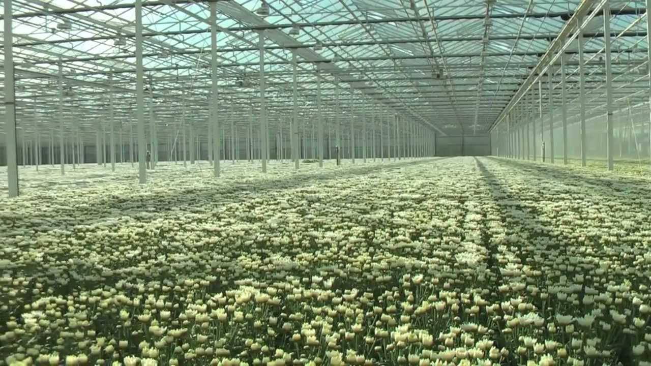 Хризантемы: посадка и уход, фото, сорта и виды