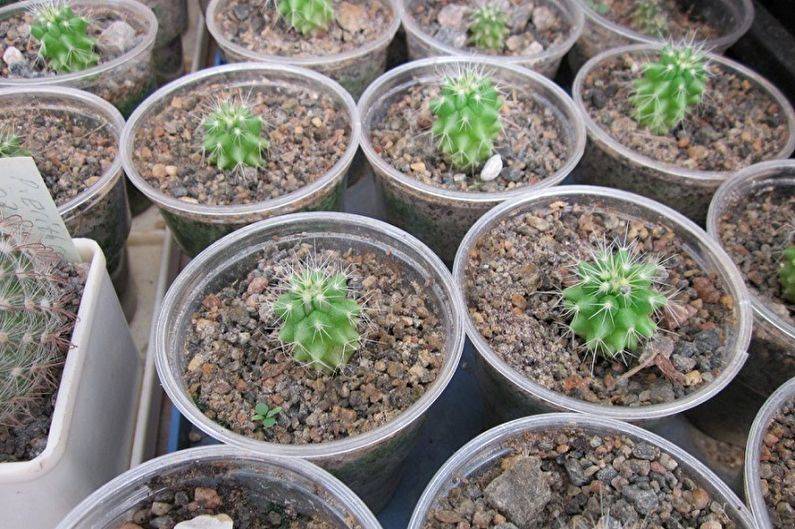 Кактус опунция (opuntia): особенности рода, как выращивать, виды