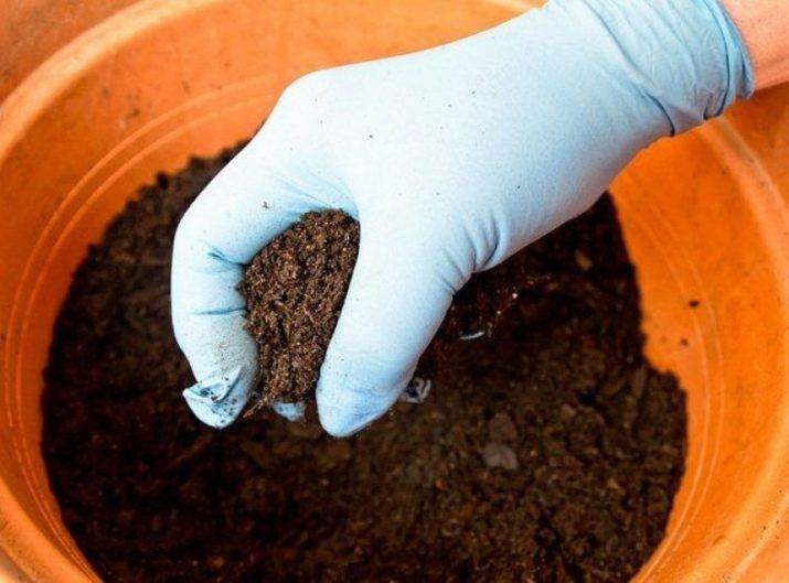 Особенности пересадки драцены в домашних условиях: когда можно пересаживать, подготовка грунта, пересадка