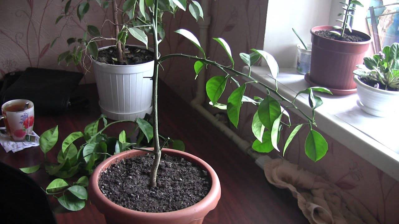 Выращивание мандарина из косточки в домашних условиях