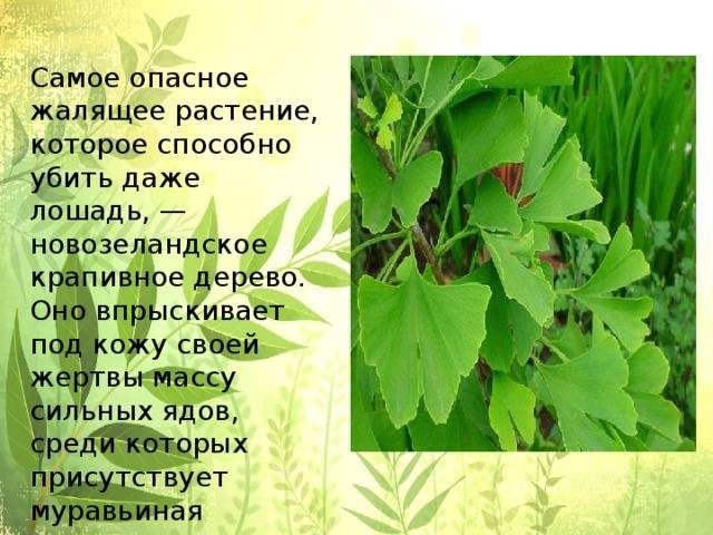 Интересные факты о цветах: топ-10