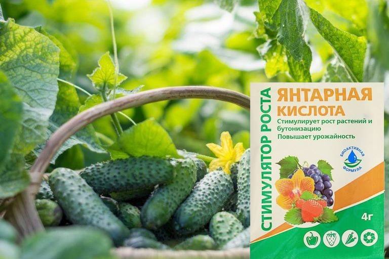 Янтарная кислота – универсальный биостимулятор и подкормка