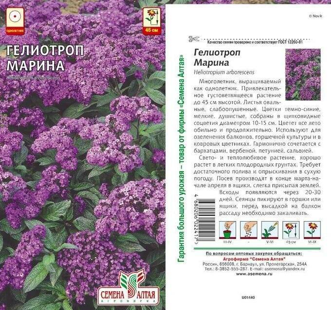 Гелиотроп — «следящий за солнцем»: посадка, уход, выращивание