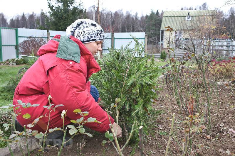 Осенние работы в саду и огороде: что нужно сделать