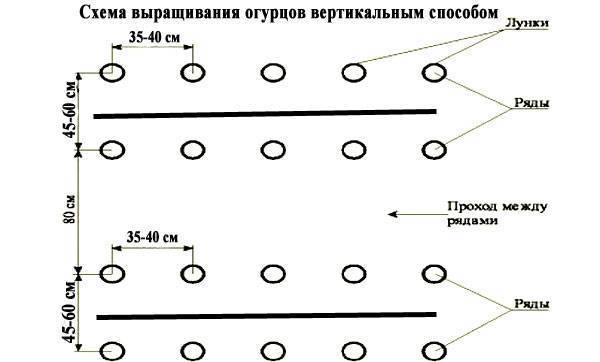 Рассада огурцов - 7 простых и эффективных способов выращивания