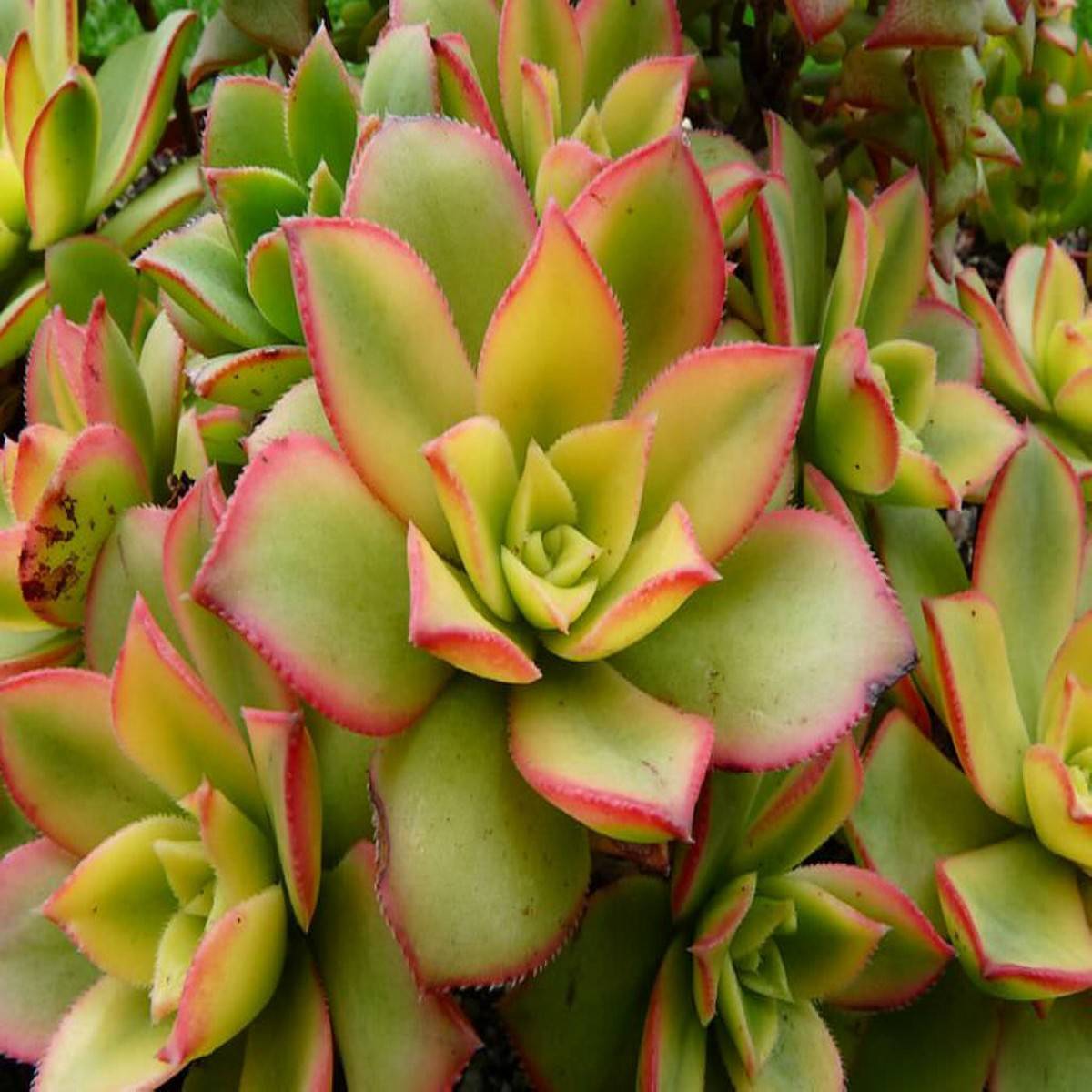 Суккулент эониум (aeonium): описание рода, уход, виды, фото