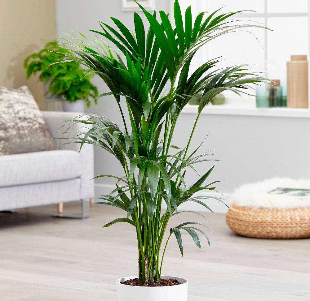 Как ухаживать за ховеей форстера: выращивание комнатной пальмы