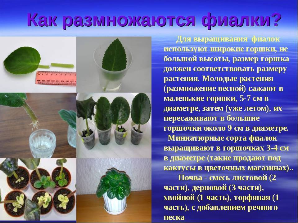 Лунный календарь для комнатных растений и цветов на 2021-2022 год: таблица. благоприятные и неблагоприятные лунные дни для посадки и пересадки, полива, обрезки и подкормки комнатных растений и цветов в 2021-2022 году по лунному календарю: таблица